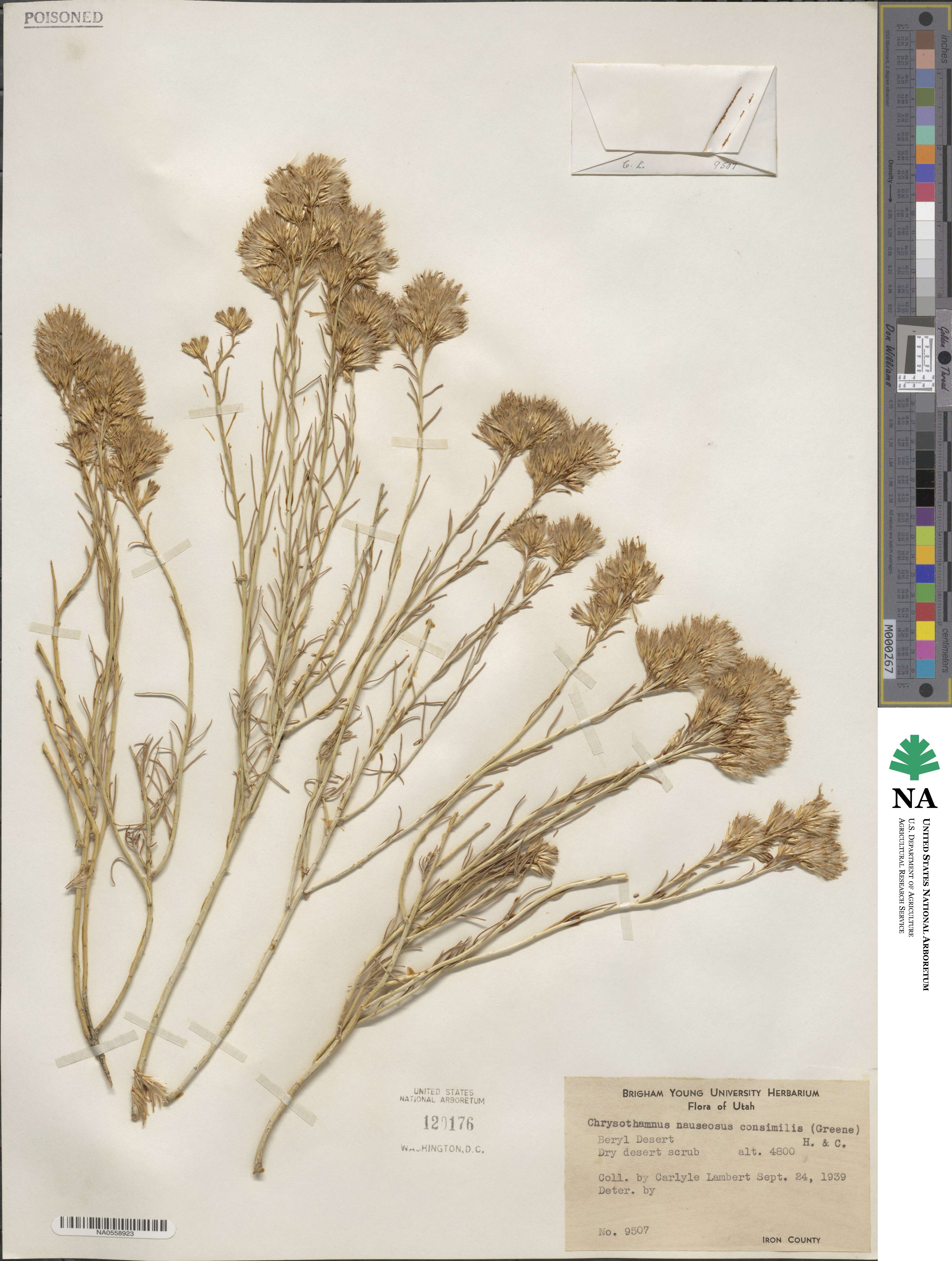 Ericameria nauseosa var. ceruminosa image