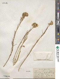 Ericameria nauseosa var. ceruminosa image