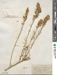 Ericameria nauseosa var. ceruminosa image