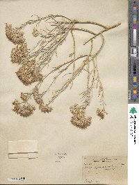 Ericameria nauseosa var. hololeuca image