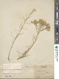 Ericameria nauseosa var. hololeuca image