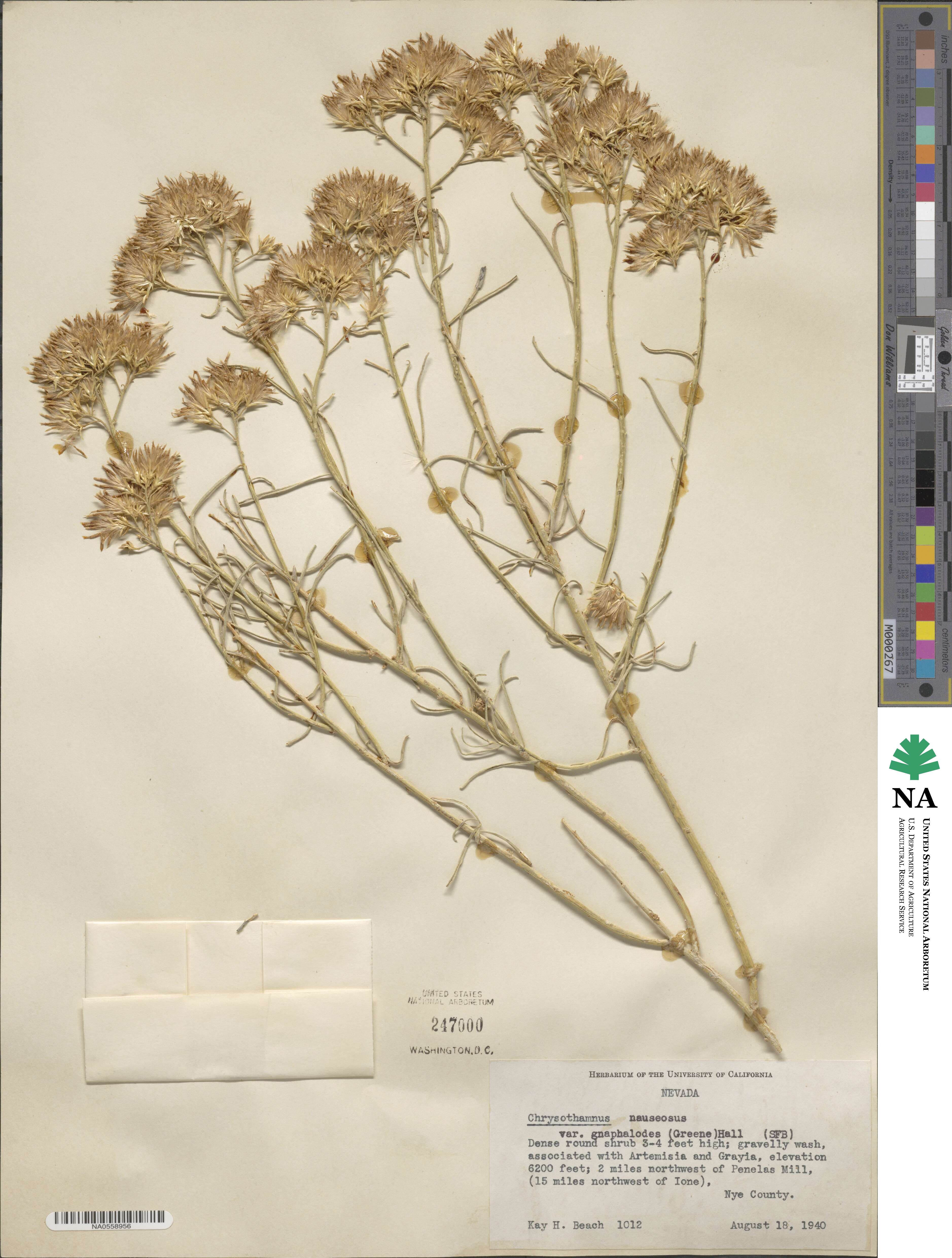 Ericameria nauseosa var. hololeuca image