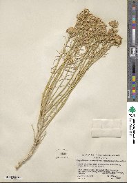 Ericameria nauseosa var. hololeuca image