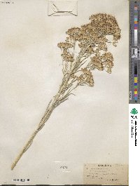 Ericameria nauseosa var. hololeuca image