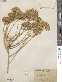 Ericameria nauseosa var. hololeuca image