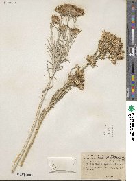 Ericameria nauseosa var. hololeuca image