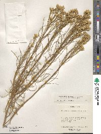 Ericameria nauseosa image