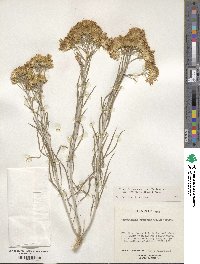 Ericameria nauseosa image