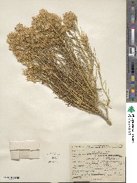 Ericameria nauseosa image