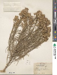 Ericameria nauseosa image