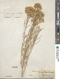 Ericameria nauseosa image