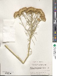 Ericameria nauseosa var. hololeuca image