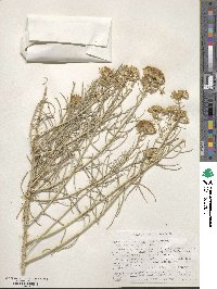 Ericameria nauseosa var. hololeuca image