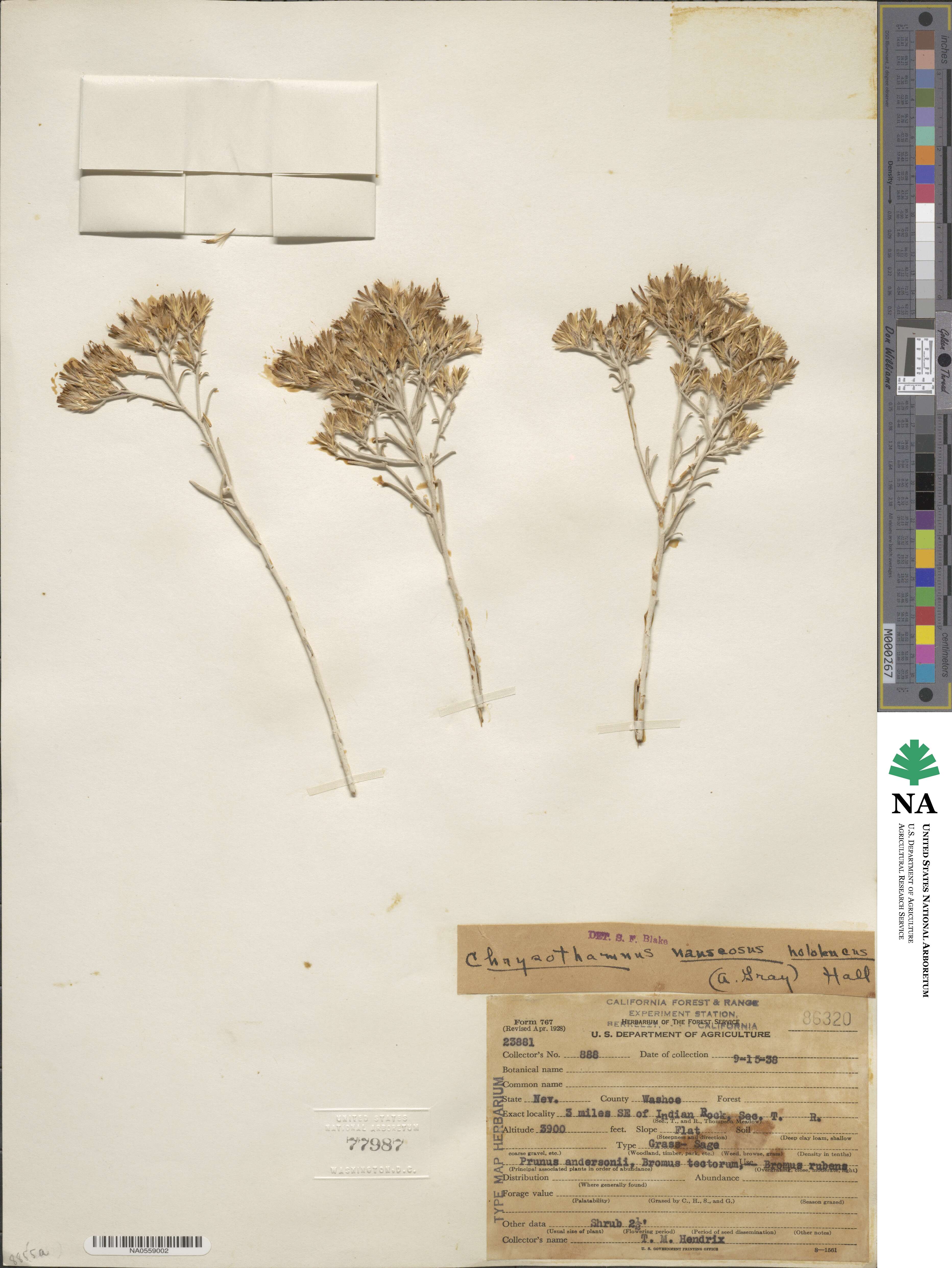 Ericameria nauseosa var. hololeuca image