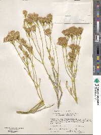 Ericameria nauseosa image