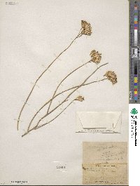 Ericameria nauseosa var. juncea image