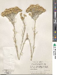 Ericameria nauseosa var. latisquamea image