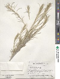 Ericameria nauseosa var. latisquamea image