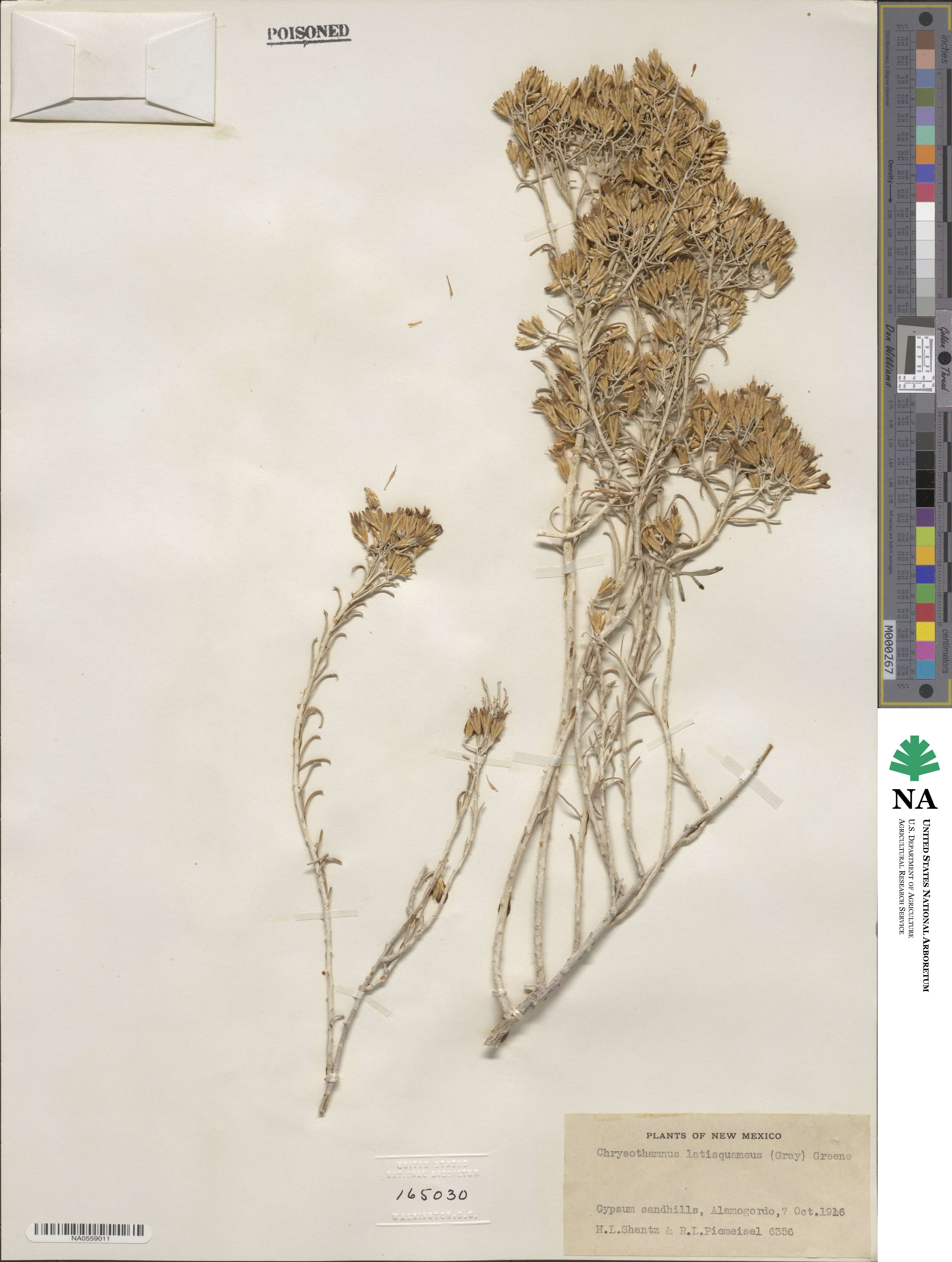 Ericameria nauseosa var. latisquamea image