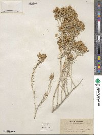 Ericameria nauseosa var. latisquamea image