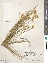 Ericameria nauseosa image