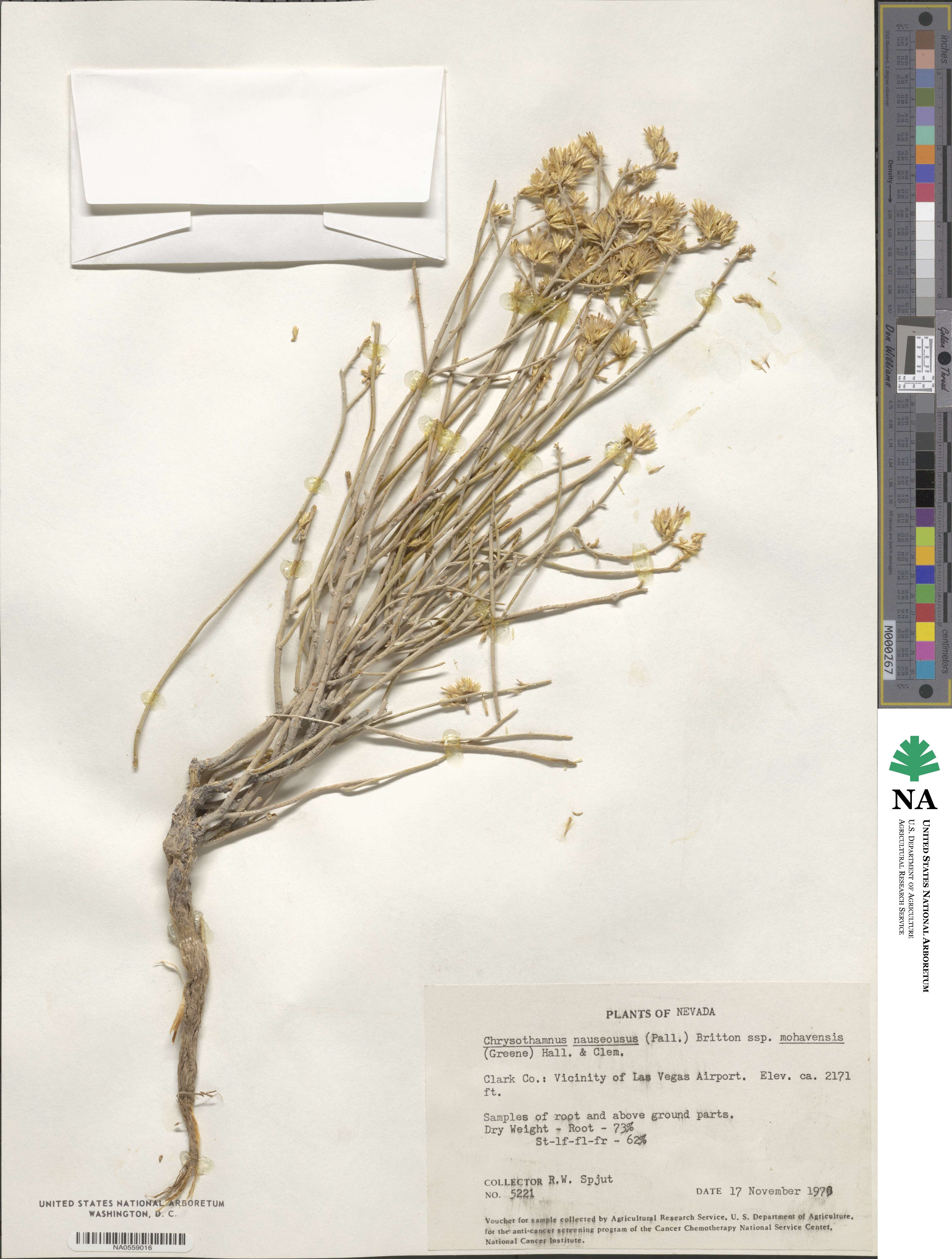 Ericameria nauseosa var. mohavensis image