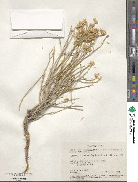 Ericameria nauseosa image