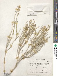 Ericameria nauseosa var. mohavensis image