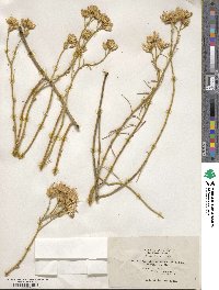 Ericameria nauseosa var. mohavensis image