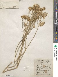 Ericameria nauseosa var. mohavensis image