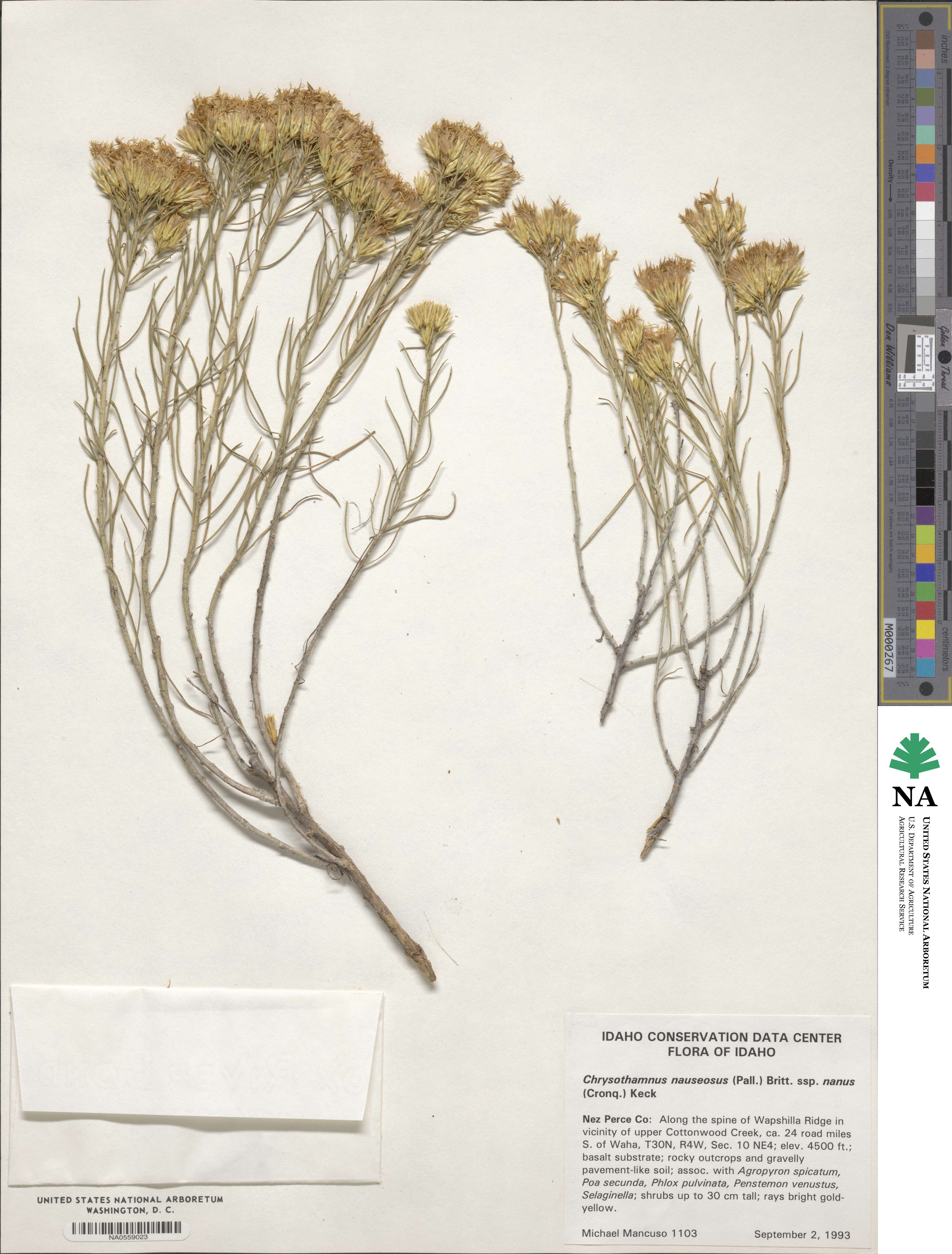 Ericameria nauseosa var. mohavensis image