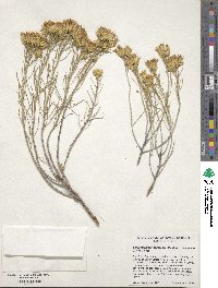 Ericameria nauseosa var. mohavensis image