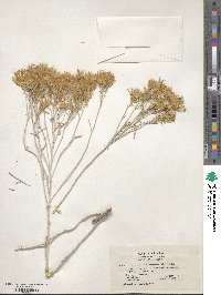 Ericameria nauseosa image