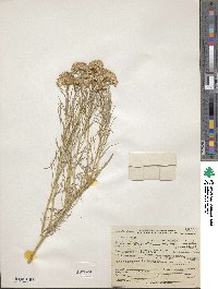 Ericameria nauseosa var. oreophila image