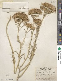 Ericameria nauseosa var. speciosa image