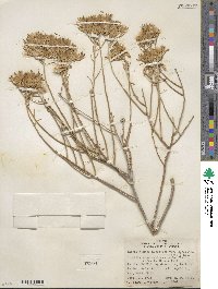 Ericameria nauseosa var. speciosa image