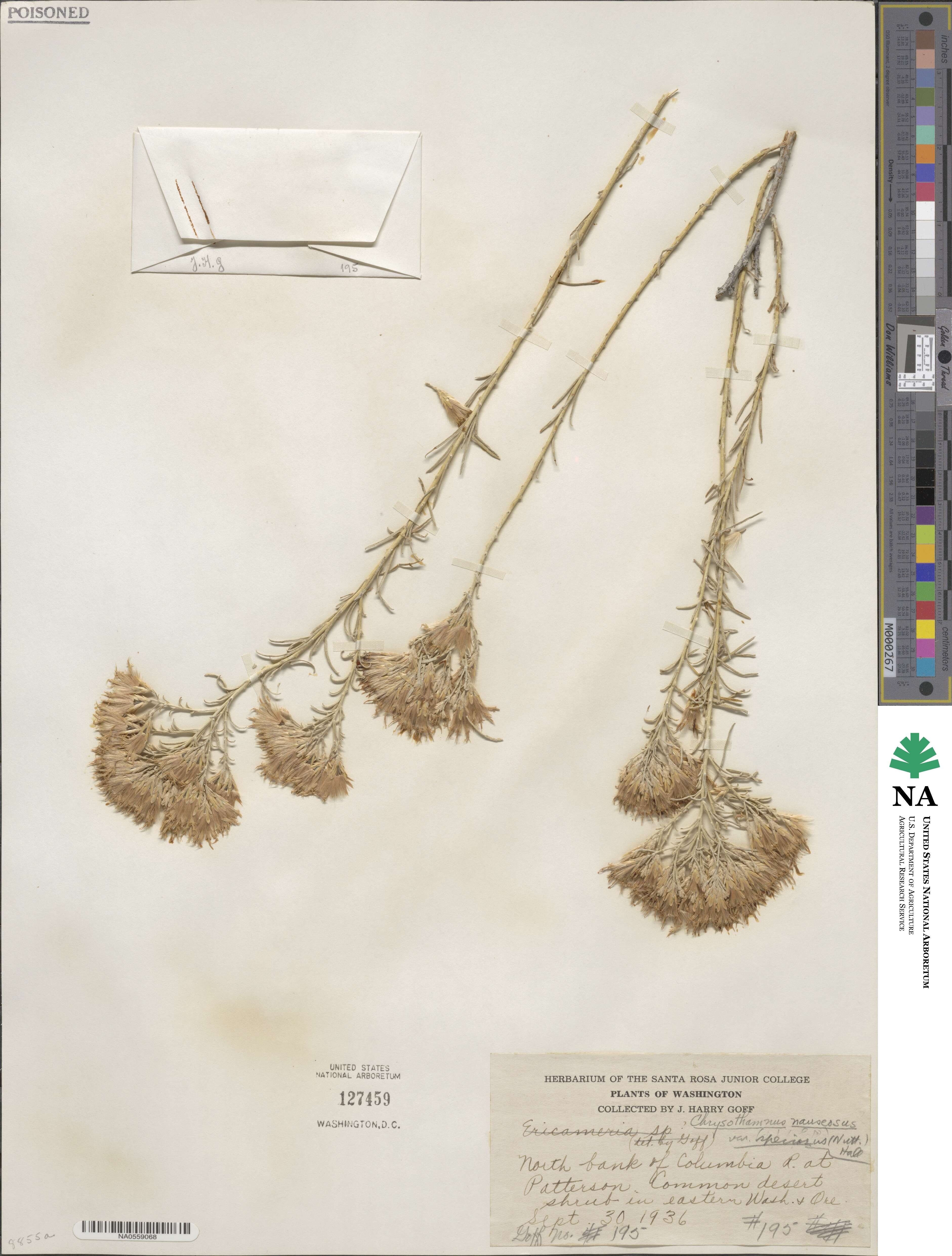 Ericameria nauseosa image