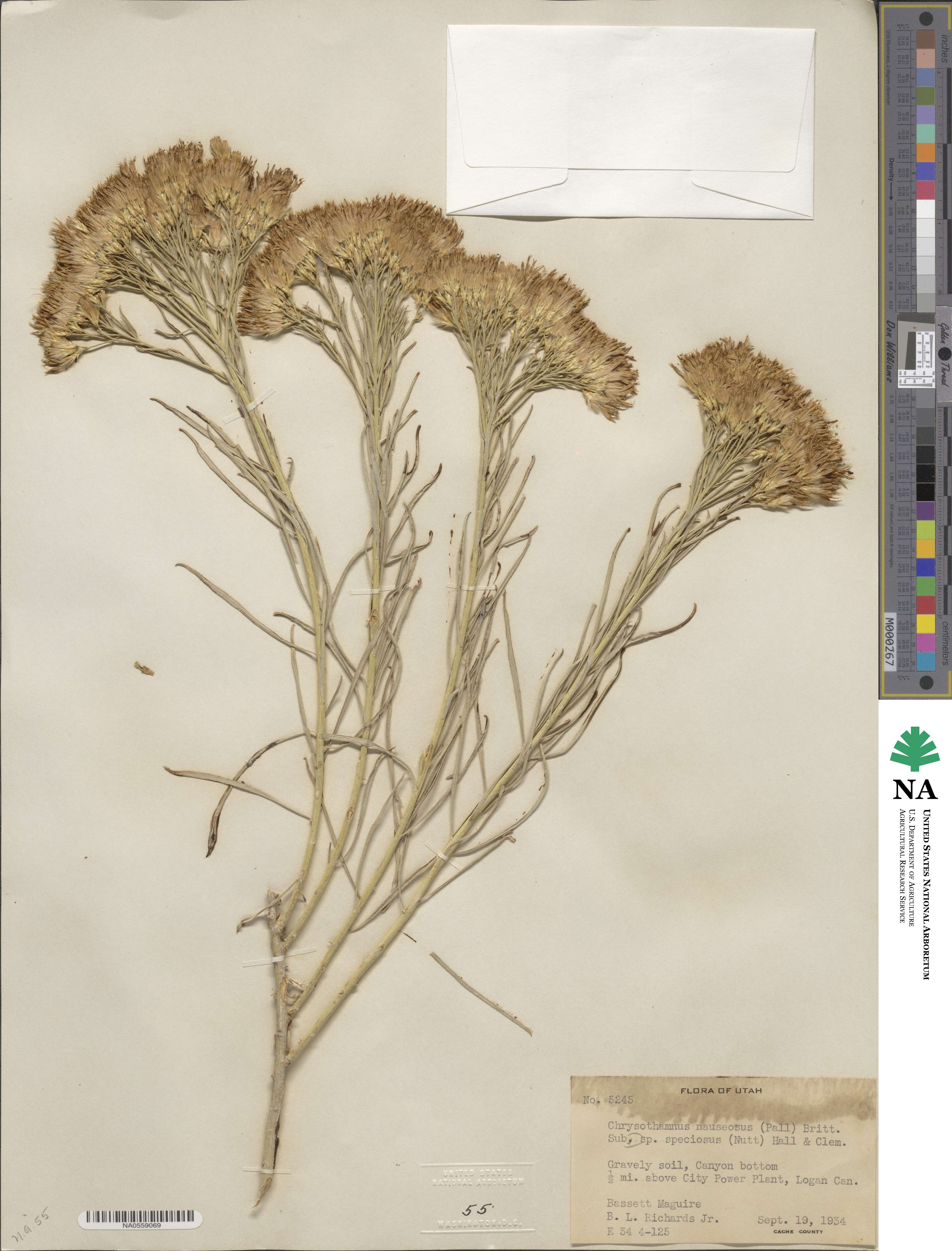 Ericameria nauseosa image