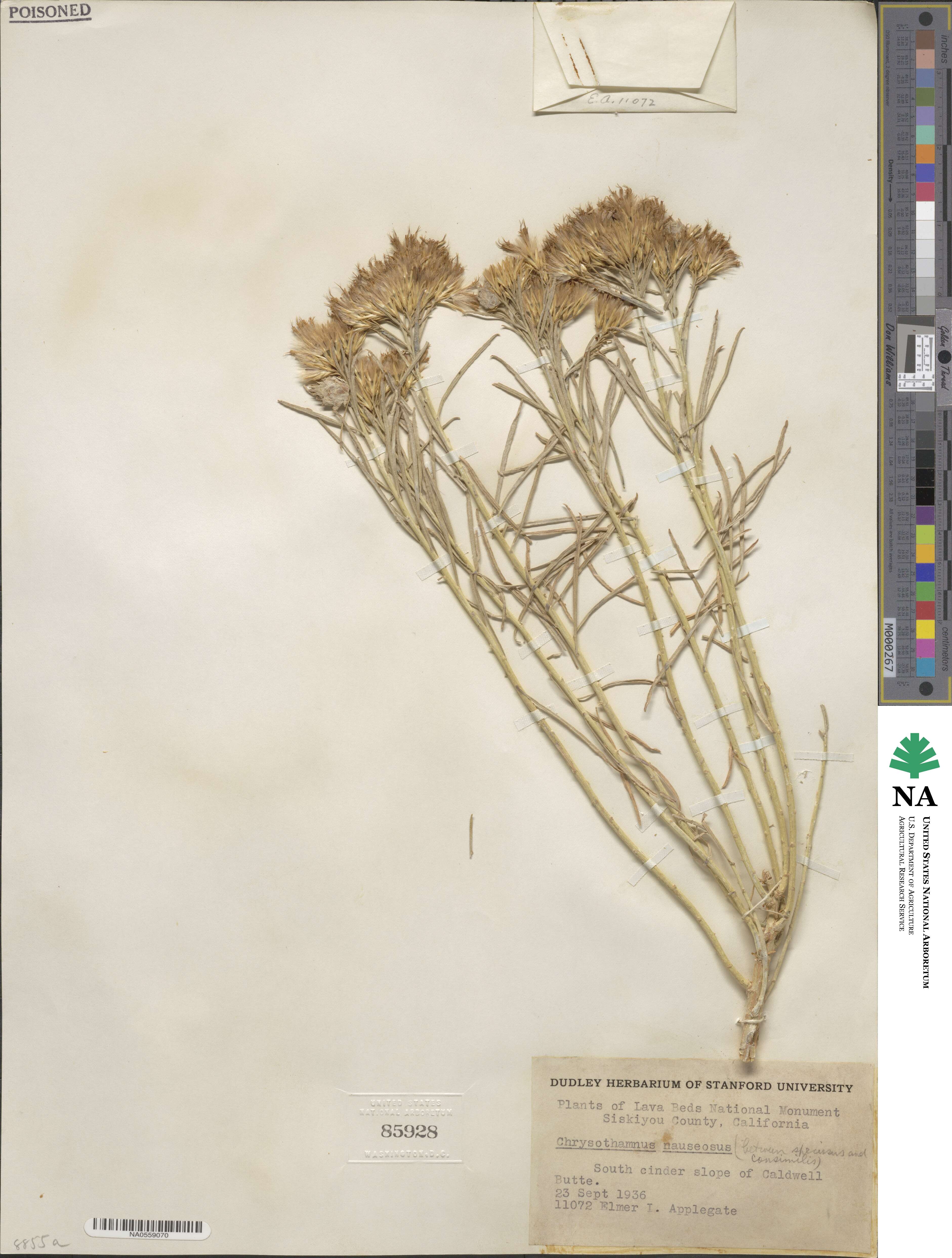 Ericameria nauseosa var. speciosa image
