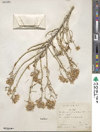 Ericameria nauseosa var. speciosa image