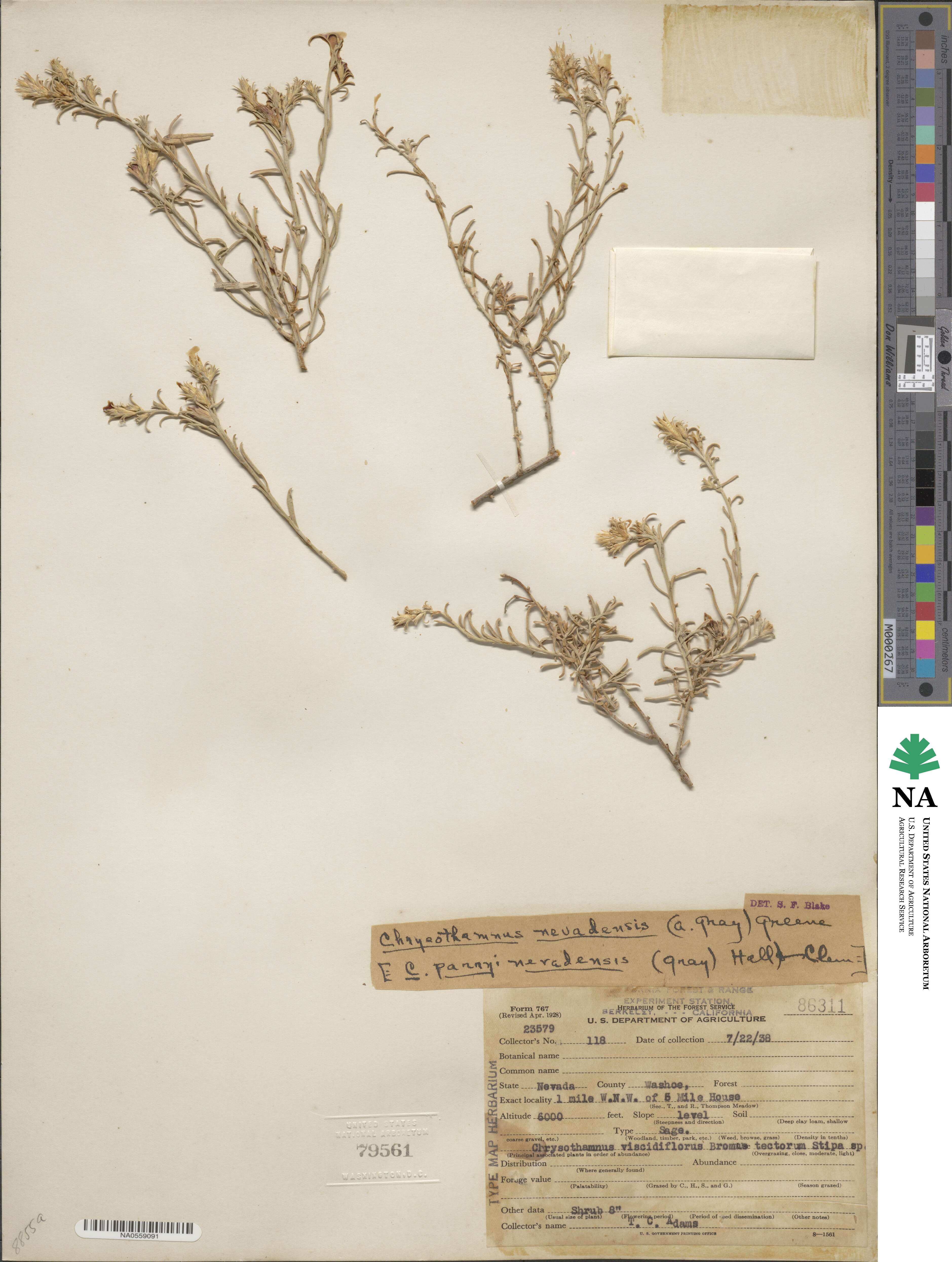 Ericameria parryi var. nevadensis image