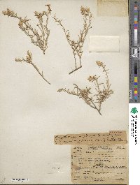 Ericameria parryi var. nevadensis image