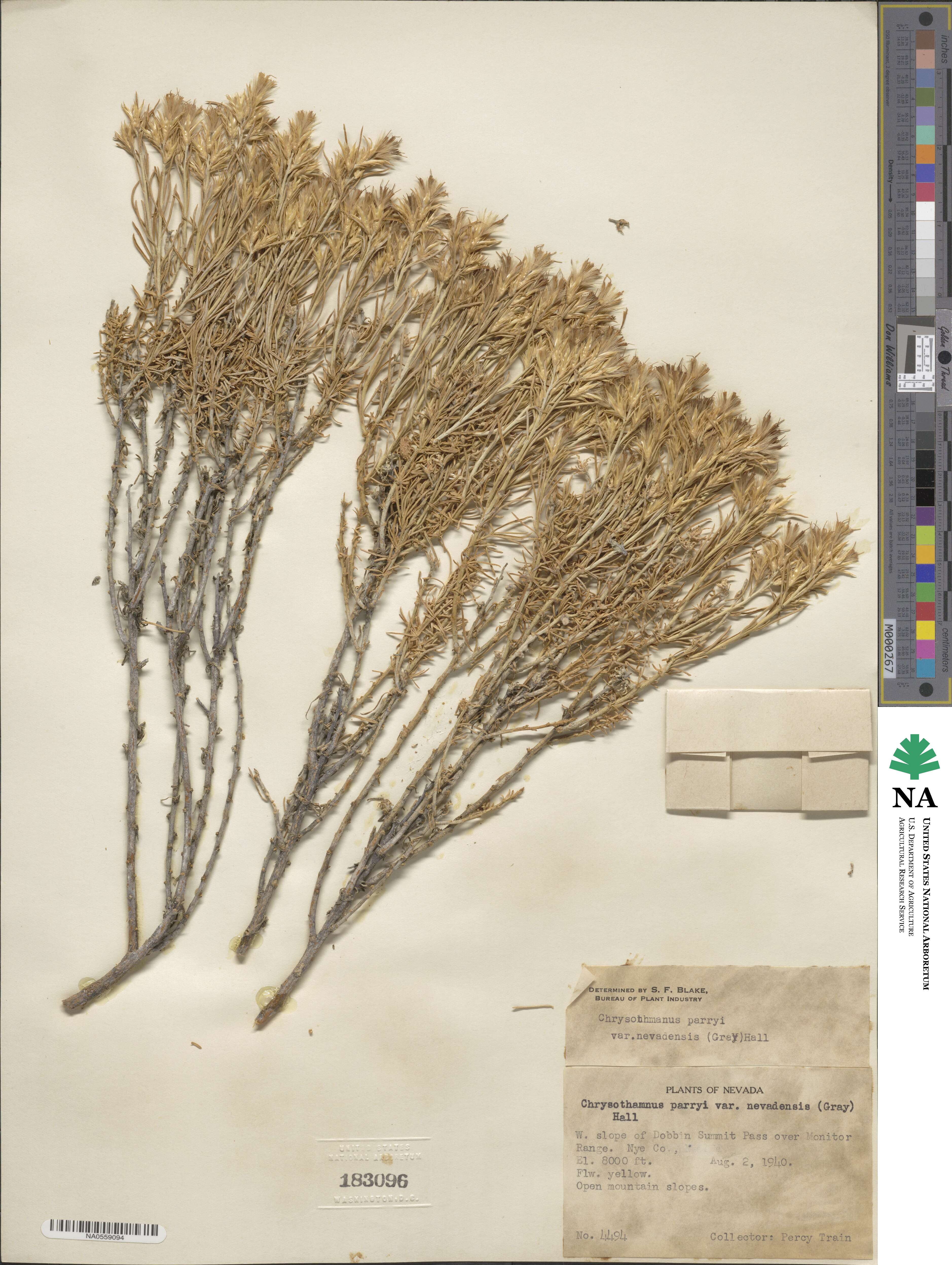 Ericameria parryi var. nevadensis image