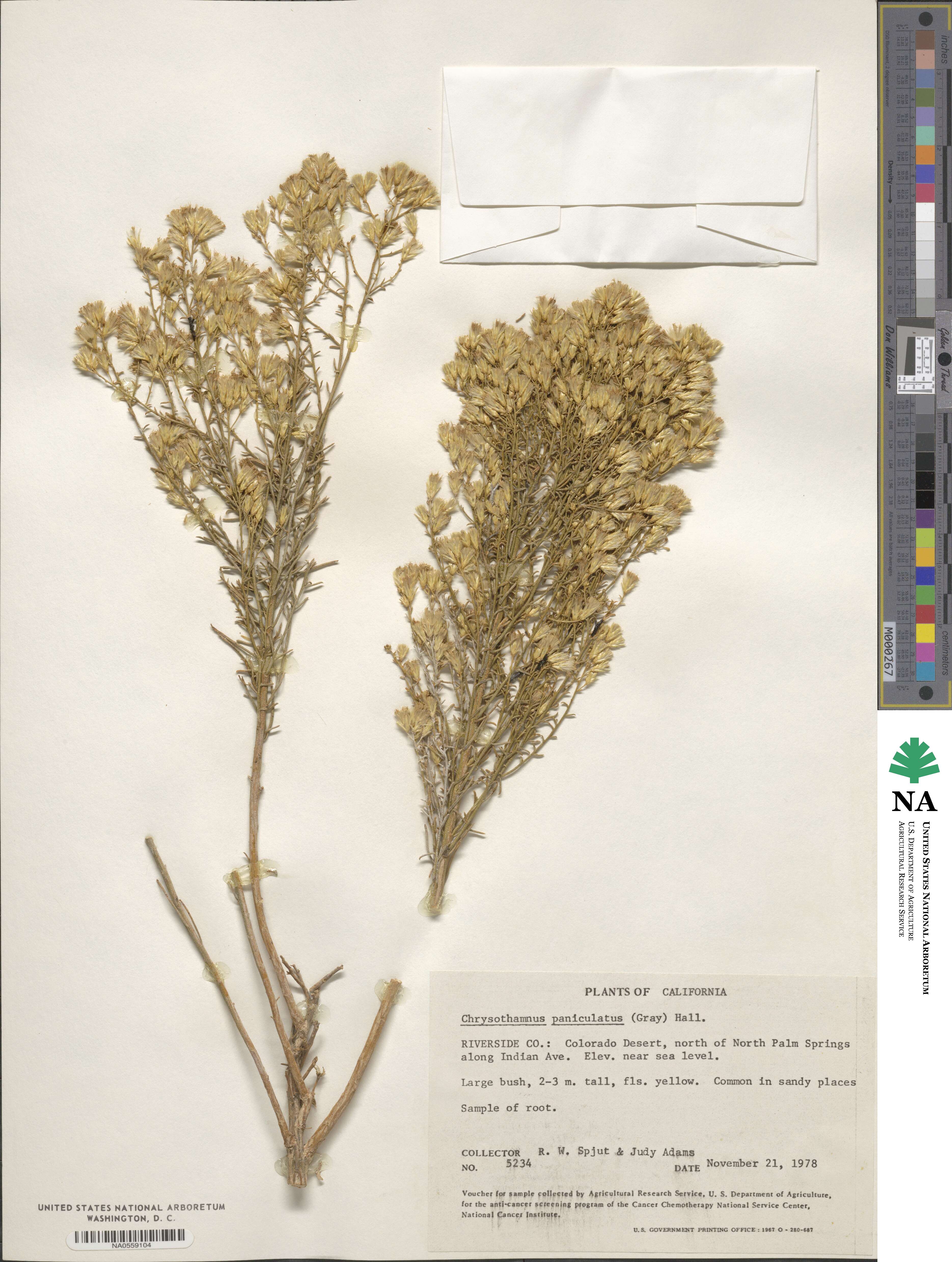 Ericameria paniculata image