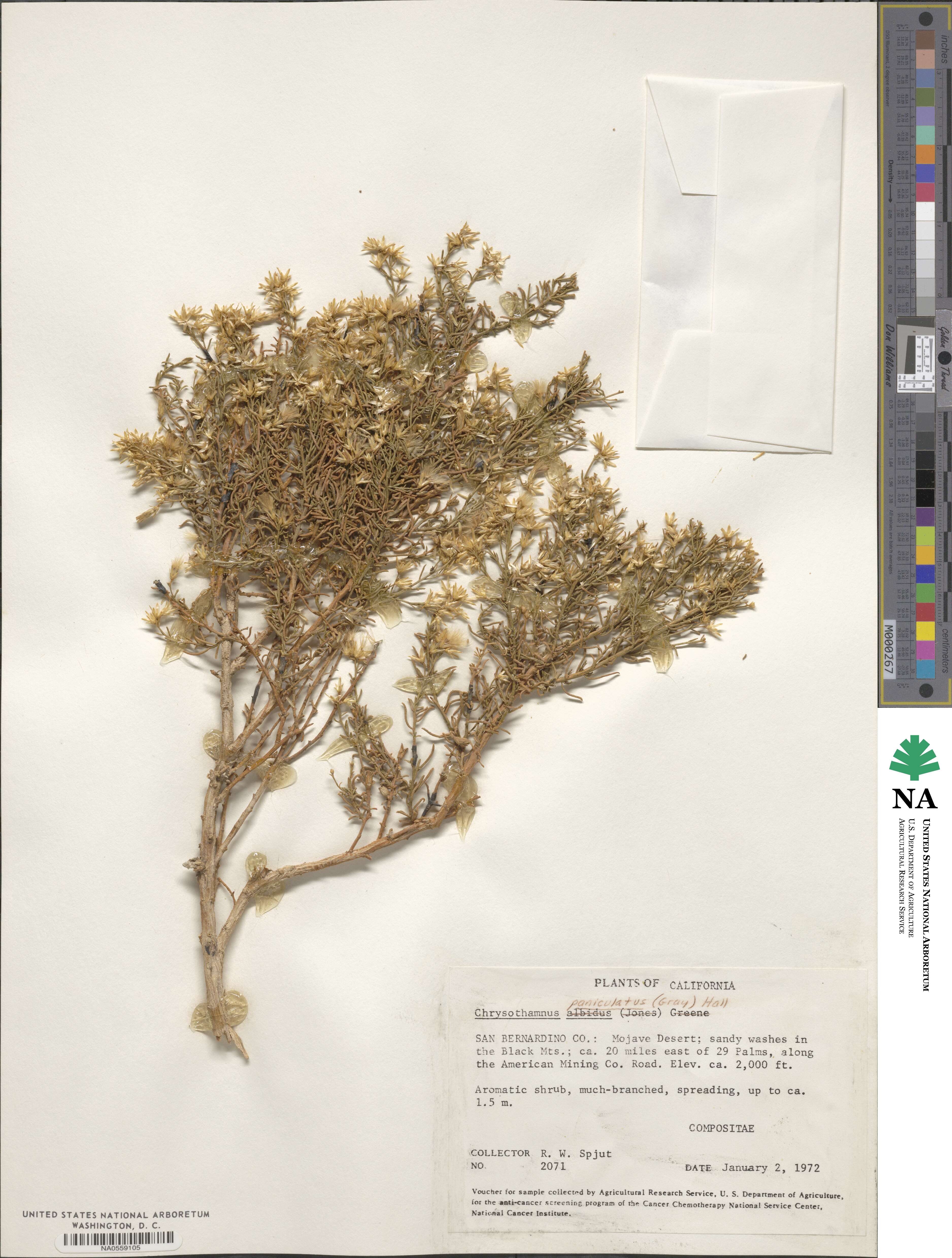 Ericameria paniculata image