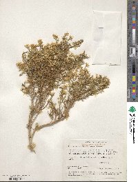 Ericameria paniculata image