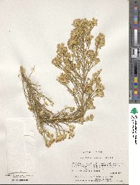 Ericameria paniculata image