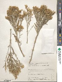 Ericameria parryi image