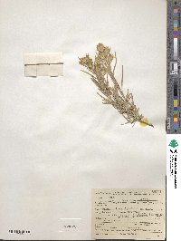 Ericameria parryi image