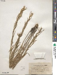 Ericameria parryi image